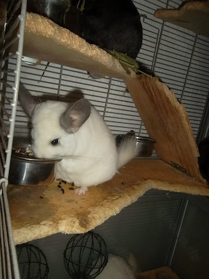 5 Chinchillas  zu verkaufen Bild 3