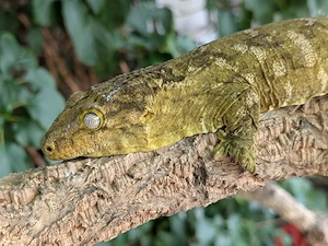 0.1 Rhacodactylus Leachianus Nuu Ana 