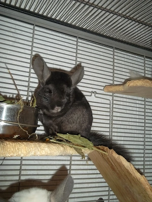 5 Chinchillas  zu verkaufen Bild 2