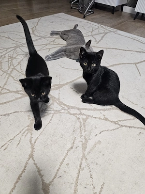 BKH mix Kitten 