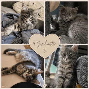    7 Maine-Coon-Kitten in Blue & Blue Tabby   geb. 04.08.2026   