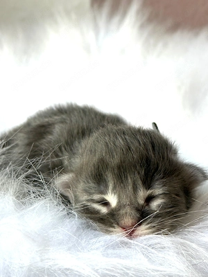    7 Maine-Coon-Kitten in Blue & Blue Tabby   geb. 04.08.2026   