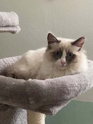 Reinrassige Ragdoll Kitten 