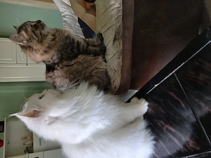 Britisch langhaar kater 4 monate