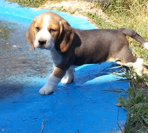 kräftige reinrassige Beagle Welpen suchen ab dem 28.August ein tierliebes neues zu Hause