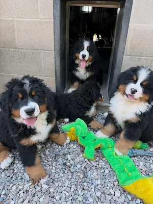 Wunderschöne Berner Sennenhundwelpen