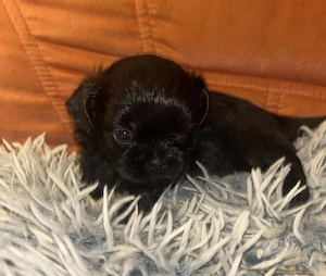 Zwei Shih-tzu Rüden
