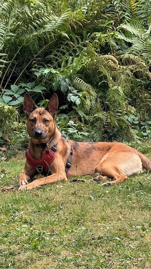 Loki sucht sein Für - Immer Zuhause (Dringend!) Bild 7