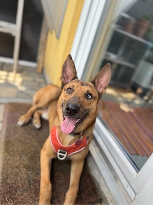 Loki sucht sein Für - Immer Zuhause (Dringend!) Bild 5