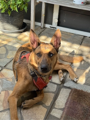 Loki sucht sein Für - Immer Zuhause (Dringend!) Bild 6