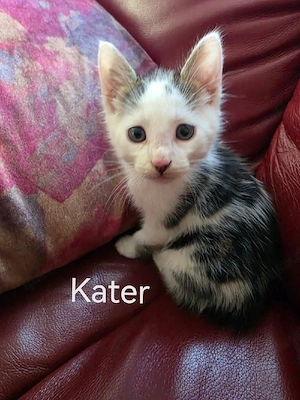 Kitten Katzen babys 