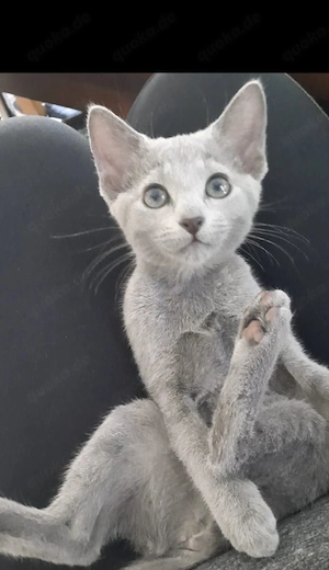 russisch blau kitten
