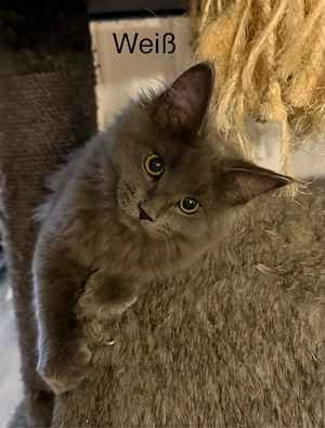 2 Maine Coon Kitten Mädels in Blue Solid (Abgabebereit)