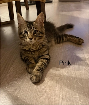 3 Maine Coon Kitten Mädels (Blue Solid