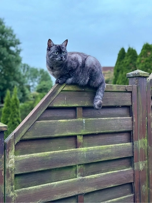 Katze sucht Dich!