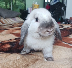 Zwergkaninchen Zwergwidder Minilop Kaninchen 