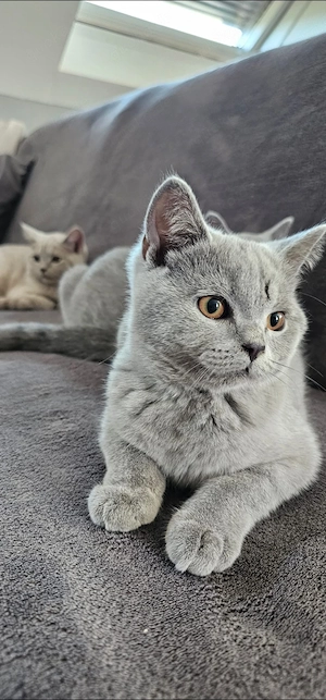 Bkh Kitten Rheinrassig  Bild 3