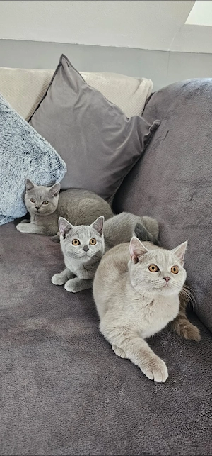 Bkh Kitten Rheinrassig  Bild 5