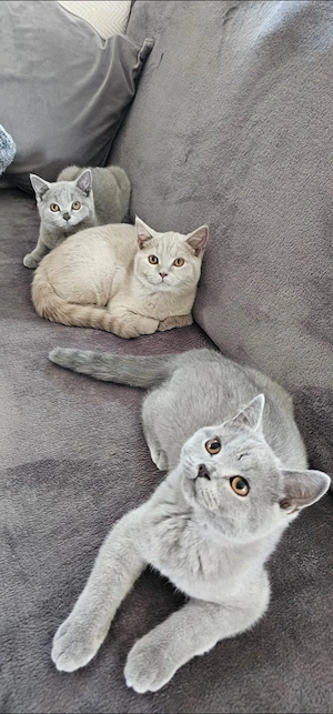 Bkh Kitten Rheinrassig  Bild 4