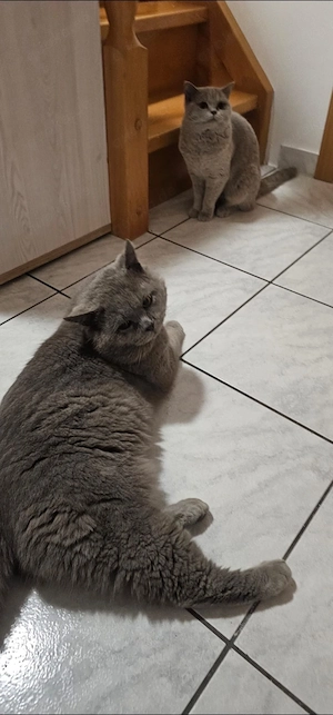 Bkh Kitten Rheinrassig  Bild 8