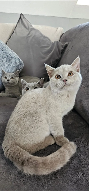 Bkh Kitten Rheinrassig  Bild 6