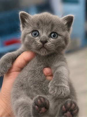 5 süße Britisch Kurzhaar (BKH) Kitten suchen ein liebevolles Zuhause     