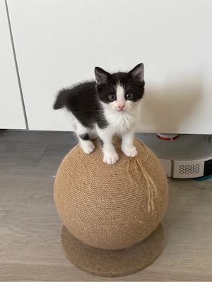 Kitten kurzhaar abzugeben