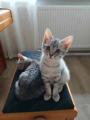 Süße kätzchen suchen ein zuhause