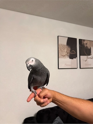 Graupapagei 