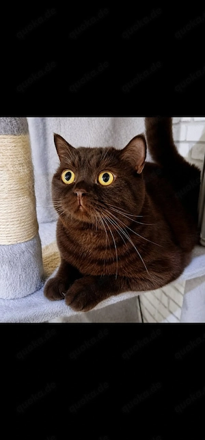 Brummer (8 Jahre) und Stöpsel (5 Jahre) 