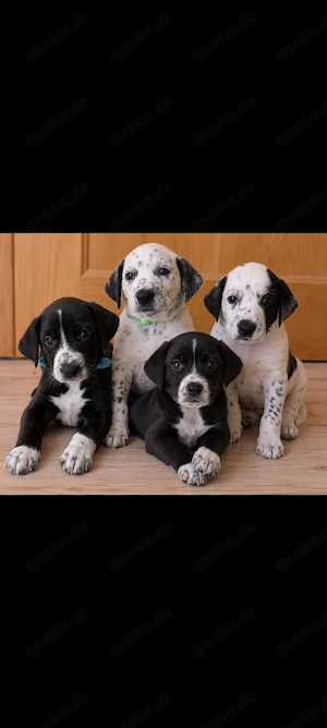 Welpen Australian sheperd - Dalmatiner Mix 