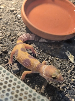 leopardgeckos 3babys zusammen 