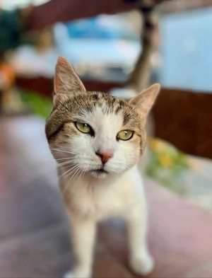 Pepe, ca. 4 Jahre sucht neues Zuhause. 