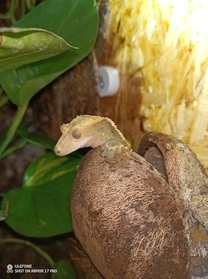 Kronengecko-Weibchen inkl. komplett ausgestattetem Terrarium   in gute Hände abzugeben