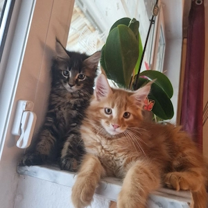 Wunderschöne reinrassiges Maine Coon Kitten XXL 