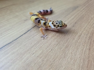 Leopardgecko Weibchen ist bereit um reserviert zu werden    