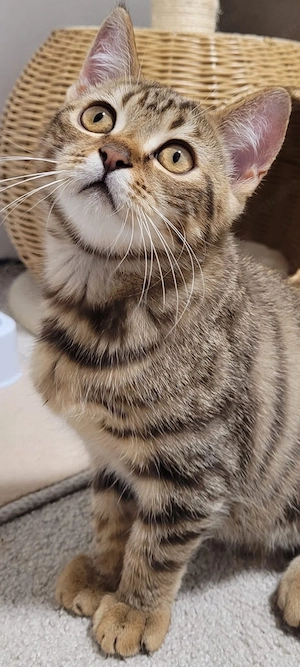Bengal, Katze