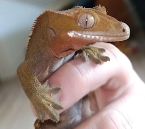 Kronengecko-Männchen inkl. Terrarium und kompletter Ausstattung in gute Hände abzugeben