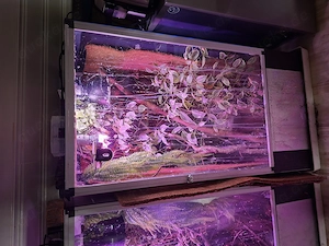 Kronengecko-Männchen inkl. Terrarium und kompletter Ausstattung in gute Hände abzugeben