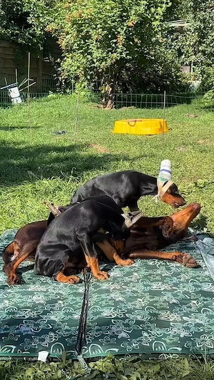Typvolle Dobermann Welpen suchen ihre Familien 