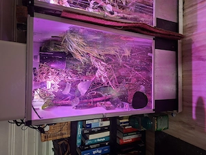 Jungferngeckos inkl. Kunststoffterrarium und kompletter Ausstattung in gute Hände abzugeben