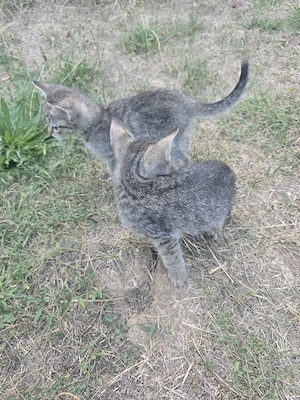 Europäische baby Kurzhaar Hauskatzen