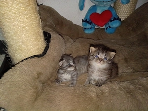 Zwei Norwegische Waldkatze mix buben suchen liebevolles zuhause 