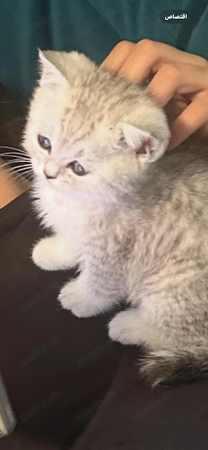 ich verkaufe die schöne katze