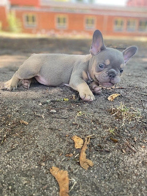  Traumhafte Französische Bulldoggen-Hündin sucht Herzensmensch (Abgabe ab 14. Woche) 