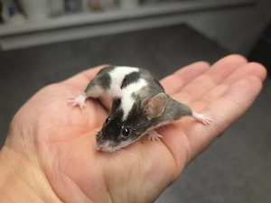 Farbmaus Männchen 