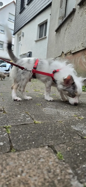 Pomchi Rüde mit Handicap ohne Einschränkung  Bild 4