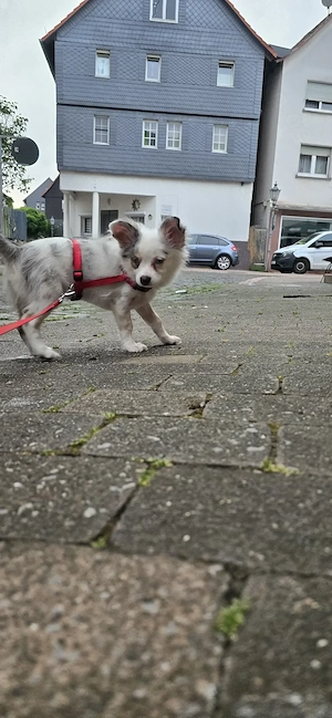 Pomchi Rüde mit Handicap ohne Einschränkung  Bild 3