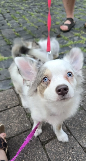 Pomchi Rüde mit Handicap ohne Einschränkung  Bild 7