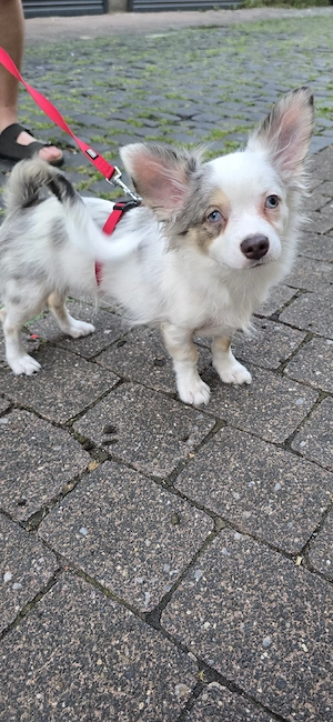 Pomchi Rüde mit Handicap ohne Einschränkung  Bild 9